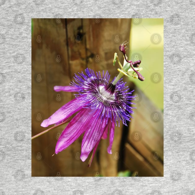 Lavender Lady Passiflora by jojobob